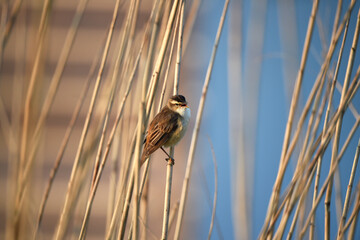 Schilfrohrsänger im Schilf