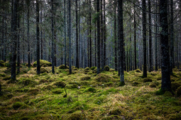 Forest in late autumn
