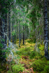Forest in late autumn