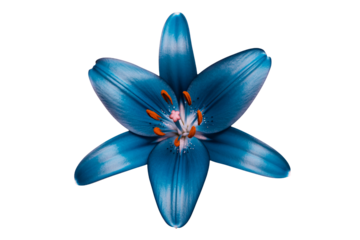 Vibrant blue lily flower with stunning detail isolated on black, perfect for elegant designs, adding beauty and visual impact