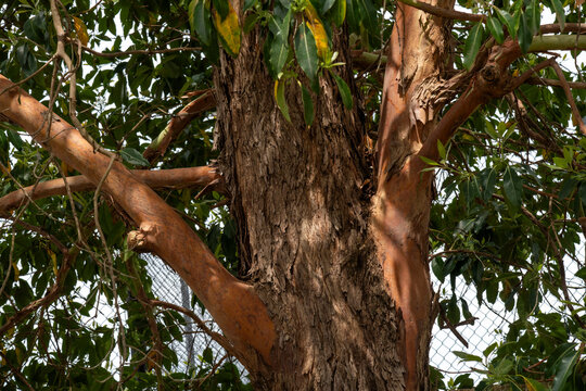 Peeling Bark - Powered by Adobe