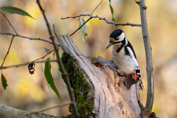 Great spotted woodpecker (Dendrocopos major)