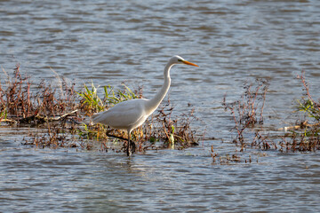 Great Egret (Ardea alba)