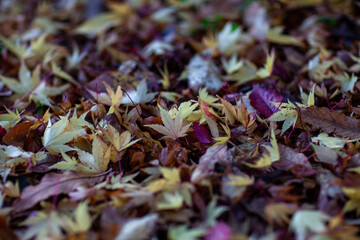 Colourful heap of fallen autumn leaves in a park in East Yorkshire, England, UK