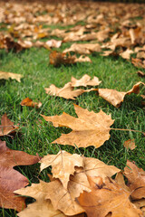 Fallen brown leaves on green grass during autumn