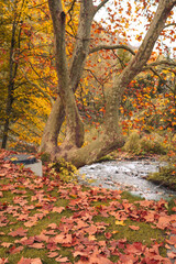 Autumn tree by the river with fallen leaves in Camprodon