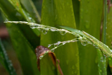 Water Droplets on Grass