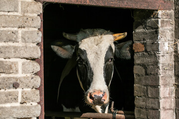 Krowa wychylająca głowę z obory. Polskie rolnictwo.  © Leszek Szelest