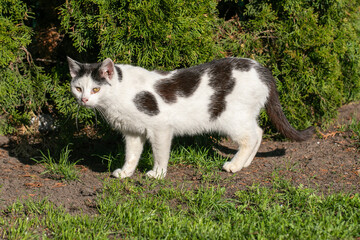 White cat on the green grass.