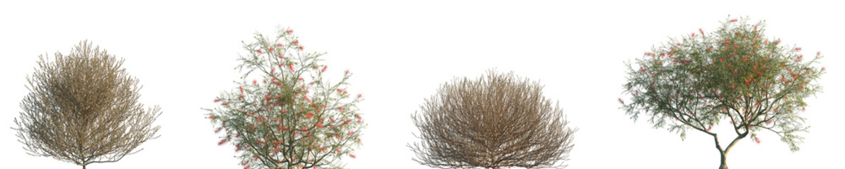 Set of Salsola tragus and Grevillea banksii isolated png on a transparent background perfectly cutout