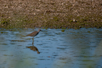 Wood sandpiper tringa glareola