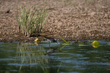 Wood sandpiper tringa glareola
