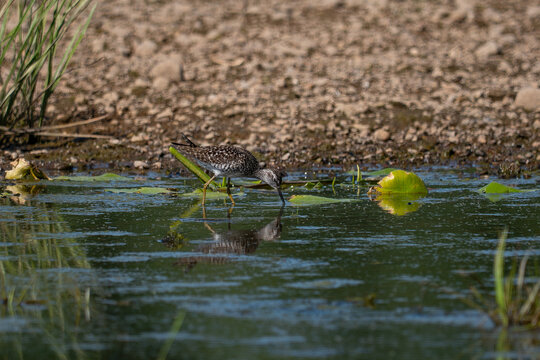 Wood sandpiper tringa glareola