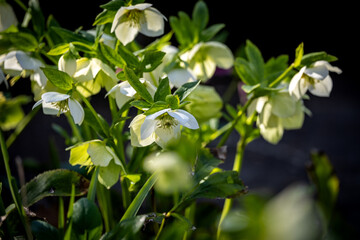 Naklejka premium A Hellebore, also known as a Christmas Rose, in bloom in the spring sunshine