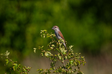 A female Red-backed Shrike (Lanius collurio) perched on a branch.