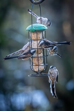 Long-tailed tits on a bird feeder in winter, with a shallow depth of field