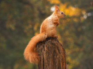 red squirrel or Eurasian red squirrel (Sciurus vulgaris) in autumn forest