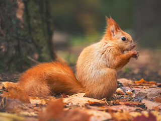 red squirrel or Eurasian red squirrel (Sciurus vulgaris) in autumn forest