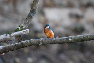 kingfisher on branch