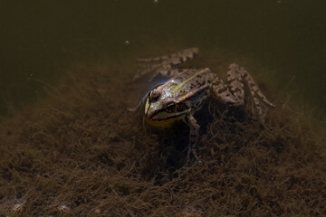 frog in the water