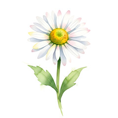 Fototapeta premium Watercolor daisy flower with green stem and leaves, isolated on transparent background