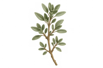 Green plant branch with fresh leaves on transparent background, watercolor botanical illustration depicting natural foliage