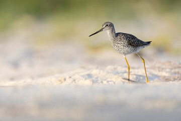 A greater yellowlegs (Tringa melanoleuca) on the beach.