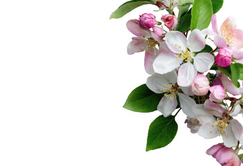 Obraz premium Close-up of blossoming apple tree branches. Pink and white flowers, buds, and green leaves in a corner format against a black background