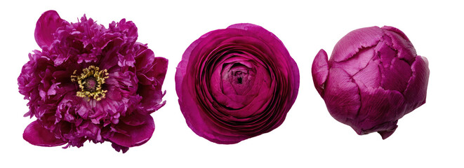 Three stages of a deep magenta peony