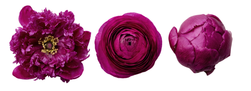 Three stages of a deep magenta peony