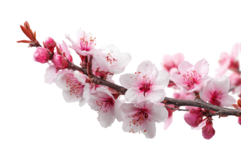 Delicate pink blossoms on a branch (9)