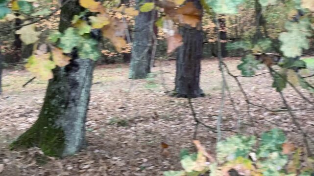 Forest. Quercus robur tree. Resting place.