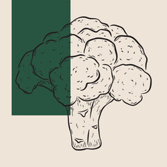 Minimalist line art broccoli illustration for organic food logo, food label, packaging, restaurant menu, patterns, art prints, book illustration or botanical and kitchen design.