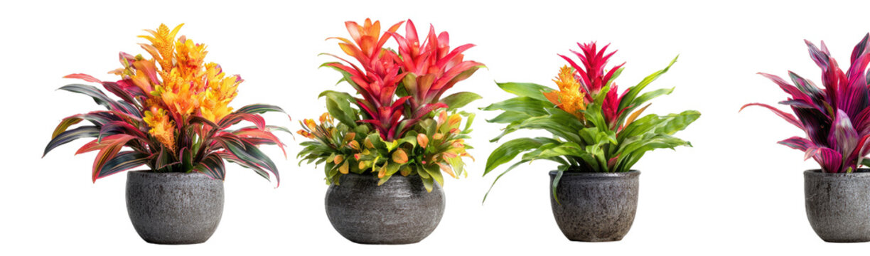 Four bromeliads in grey pots
