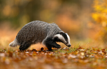 Badger close up ( Meles meles ) © Piotr Krzeslak