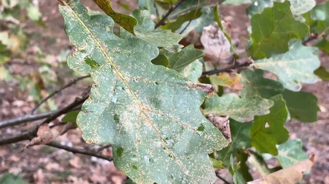 Forest. Quercus robur tree.