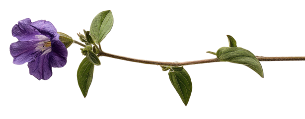 Purple flower on a slender stem with leaves