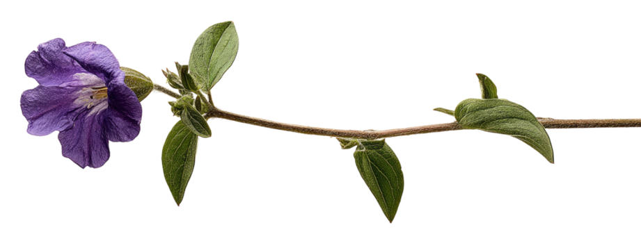 Purple flower on a slender stem with leaves