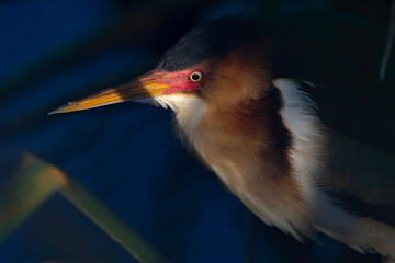  An adult least bittern (Botaurus exilis) hiding in the reeds.