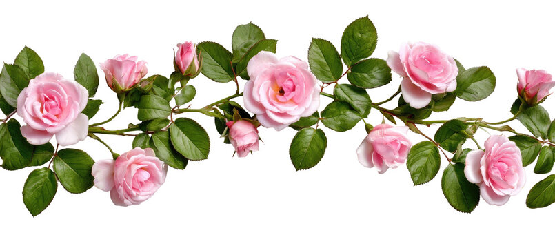 Delicate pink roses cascade across a black background,  with lush green leaves