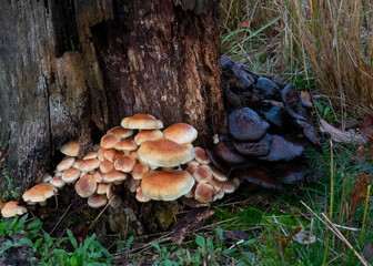 Brick caps, also known as Chestnut mushrooms, growing on rotting wood. Both fresh and rotting...
