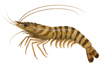 Fresh tiger prawn displaying striped shell, ready for cooking or as a seafood ingredient, transparent background