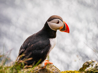 Atlantic Puffin on Cliff Edge — Coastal Colony Portrait