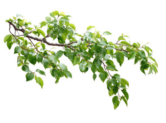 A branch with vibrant green leaves extends diagonally