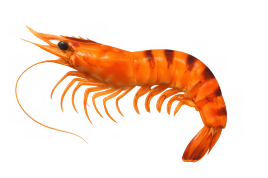 Cooked tiger prawn with orange shell and dark stripes, ready for seafood dishes, isolated on transparent background