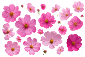 Pink cosmos flowers, arranged in a cluster.  Various sizes and shades of pink.  Outlined with a thin, white line