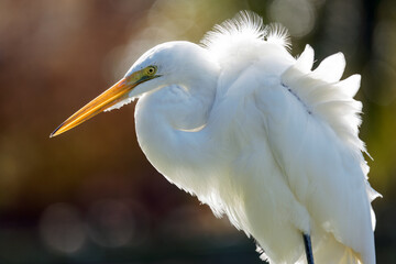 Backlit Great Egret Portrait with White Breeding Plumage and Warm Bokeh in Background