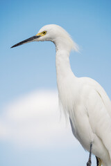 Snowy Egret Portrait Isolated Against a Blue Sky with White Breeding Plumes