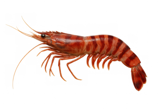 Fresh red striped shrimp showing detailed body and antennae, uncooked seafood food ingredient on transparent background