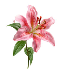 Fototapeta premium Delicate pink lily, detailed illustration